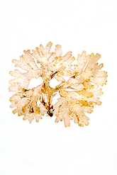 Callophyllis laciniata